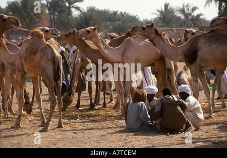 Gruppe von Menschen in Camel Fair Darau Assuan Ägypten Stockfoto