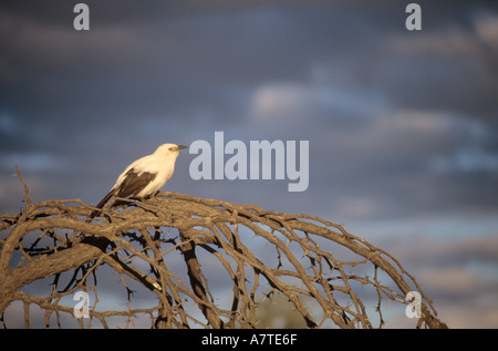 Trauerschnäpper Schwätzer (Turdoides bicolor) auf abgestorbenen Baum in der Kalahari-Wüste, Südafrika Stockfoto