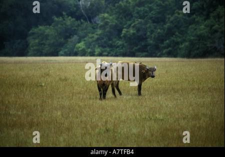 Wald oder rote Büffel auf einer Lichtung in den Wald von Petit Loango Nationalpark Gabun Westafrika Stockfoto