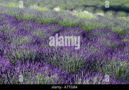 USA, Washington State, Olympic Peninsula, Sequim.  Lavendelfelder im Sommer. Stockfoto