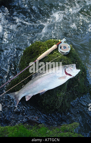 Erhöhte Ansicht von toten Fischen mit Angelrute Stockfoto