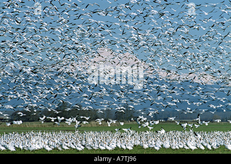 Eine Herde von Schneegänsen bricht in Flug im Skagit River Delta mit Gletscher bedeckt Mount Baker in den Hintergrund. Stockfoto