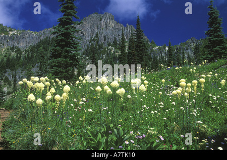 Bärengras Eunice See, Mt. Rainier NP, WA, USA Stockfoto