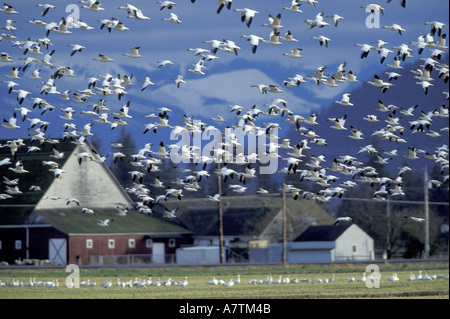 NA, USA, Washington, Skagit Wildlife Management Area. Schneegänse (Chen Caerulescens) und Mt. Baker Stockfoto