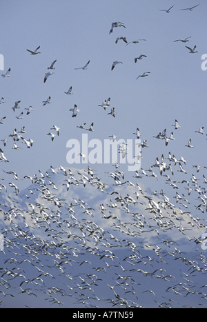 NA, USA, Washington, Skagit Valley. Schneegänse und Mt. Baker (Chen Caerulescens). Stockfoto