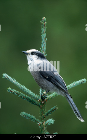 Grau-Jay (Perisoreus Canadensis) hocken auf Stamm, Kootenay National Park, Britisch-Kolumbien, Kanada Stockfoto