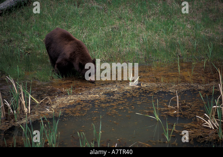 Nordamerika, Wyoming, Yellowstone NP, Zimt Schwarzbären (Ursus Americanus) Stockfoto