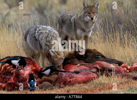 Nordamerika, Wyoming, Yellowstone NP, Kojote (Canis Latrans) Fütterung auf Elch von grauen Wölfe getötet Stockfoto