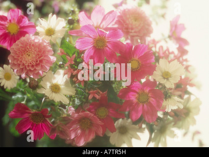 Nahaufnahme der Blumenstrauß Stockfoto