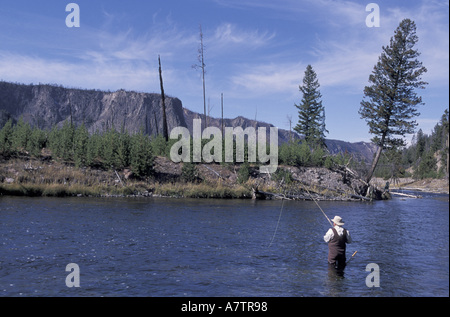 NA, USA, Wyoming, Yellowstone NP. Ein einsamer Fliegenfischer wirft für Cutthroat-Forelle in der Madison River Stockfoto