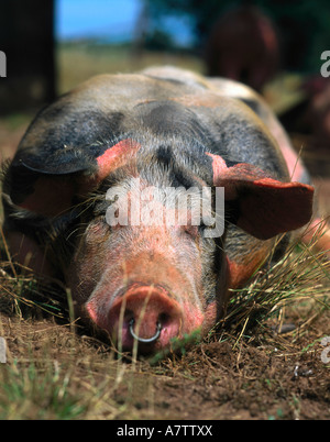 Nahaufnahme des Schweins liegen im Bereich Stockfoto