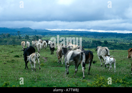 Kühe laufen im Feld, San Blas Inseln, Republik von Panama Stockfoto