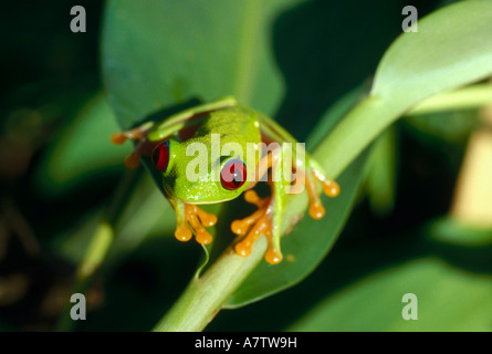 Nahaufnahme der Red-eyed Laubfrosch (Agalychnis Callidryas) auf Blatt, San Blas Inseln, Panama Stockfoto