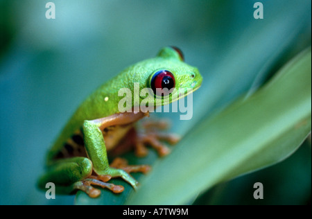 Nahaufnahme der Red-eyed Laubfrosch (Agalychnis Callidryas) auf Blatt, San Blas Inseln, Panama Stockfoto