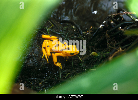 Erhöhte Ansicht Panamas golden Frog (Atelopus Zeteki), San Blas Inseln, Panama Stockfoto