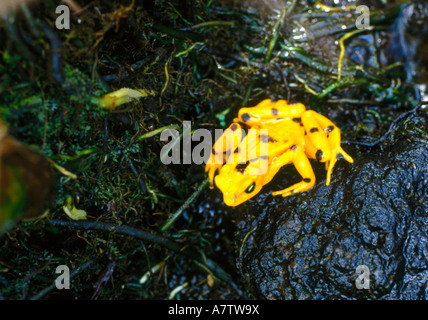 Erhöhte Ansicht Panamas golden Frog (Atelopus Zeteki), San Blas Inseln, Panama Stockfoto