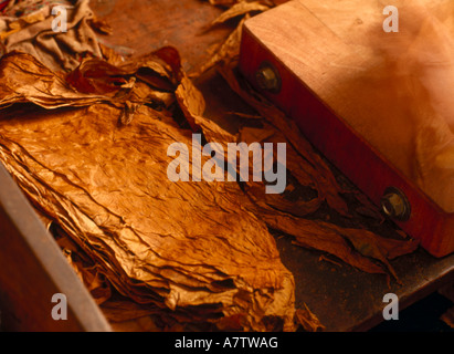 Nahaufnahme der getrockneten Blätter des Tabaks Stockfoto