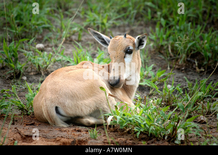 Nahaufnahme von Springbok (Antidorcas Marsupialis) liegen im Wald, Etosha Nationalpark, Namibia Stockfoto