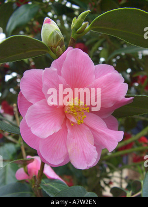 Japanische Kamelie, Sorte ("Spende" Camellia, Kamelie Spende, Camellia Japonica Spende, Camellia X williamsii Spende Stockfoto