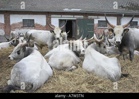 Ungarische Steppenrinder, ungarische Grauvieh (Bos Primigenius F. Taurus), ungarische Grauvieh oder ungarische Steppenrinder, A Stockfoto