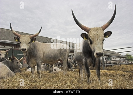 Ungarische Steppenrinder, ungarische Grauvieh (Bos Primigenius F. Taurus), ungarische Grauvieh oder ungarische Steppenrinder, A Stockfoto