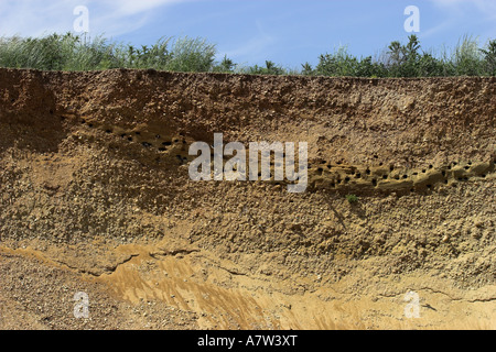 Uferschwalbe (Riparia Riparia), Zucht Kolonie, Österreich, Burgenland, Naturpark Neusiedler See Stockfoto