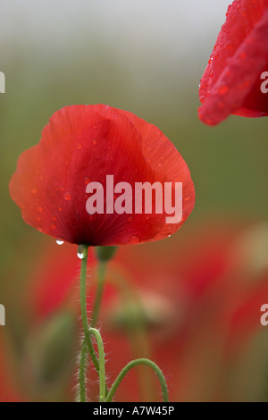 gemeinsamen Mohn, Klatschmohn, roter Mohn (Papaver Rhoeas), mit Regentropfen, Österreich, Burgenland, NP Neusiedler See-Seewinkel Stockfoto