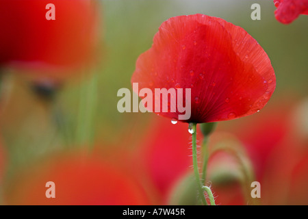 gemeinsamen Mohn, Klatschmohn, roter Mohn (Papaver Rhoeas), mit Regentropfen, Österreich, Burgenland, NP Neusiedler See-Seewinkel Stockfoto