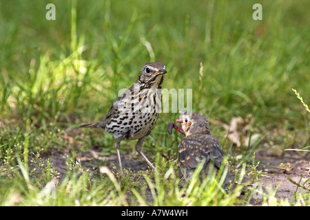 Singdrossel (Turdus Philomelos), Fütterung vollwertige junge, Österreich, Burgenland Stockfoto