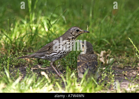 Singdrossel (Turdus Philomelos), Fütterung vollwertige junge, Österreich, Burgenland Stockfoto