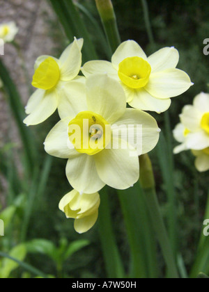 Narzisse, Tazetta (Narcissus Tazetta "Elritze", Narcissus Tazetta Elritze), blühen im Garten Stockfoto