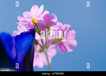 Primel Primula Farinosa Frühjahr Bergwiese Wallgau oberen Bayern Deutschland Enzian Blume Stockfoto
