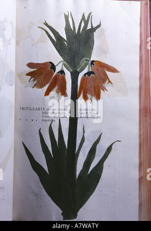 Botanik, Crown Imperial (Fritillaria imperialis), Pflanzen, Blätter und Blumen, Selbstdruck von der Natur, 'Botanik in Originali' von Johannes Hieronymus Kniphof, Halle, 1737 - 1757, Gutenberg-Museum Mainz, Stockfoto