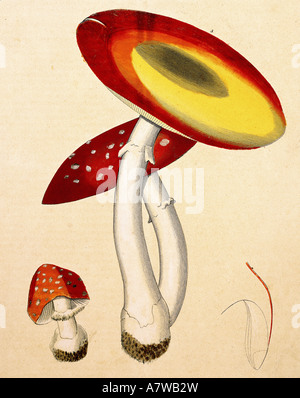 Botanik, Pilze, Fliege Agarisch (Amanita muscaria), lithograph, 1. Hälfte des 19. Jahrhunderts, private Sammlung, Pflanze, Gift, Pilz, Pflanzen, historisch, historisch, Stockfoto