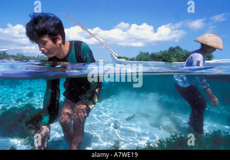 Algen in Lembongan Island Indonesien sammeln Stockfoto