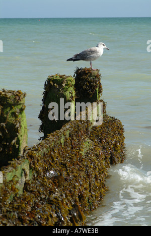 Möwe auf Algen bedeckt Leiste am Climping sitzen Stockfoto