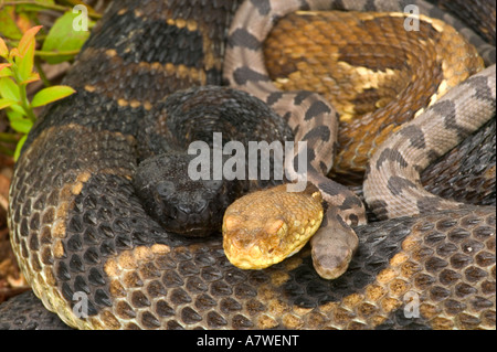 Holz-Klapperschlangen, (Crotalus Horridus), Pennsylvania, Erwachsene Female(s) und Neugeborenen jungen Stockfoto