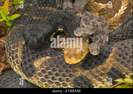 Holz-Klapperschlangen, (Crotalus Horridus), Pennsylvania, Erwachsene Female(s) und Neugeborenen jungen Stockfoto