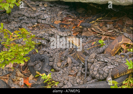 Holz-Klapperschlangen, (Crotalus Horridus), Pennsylvania, Erwachsene Female(s) und Neugeborenen jungen Stockfoto