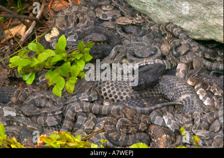 Holz-Klapperschlangen, (Crotalus Horridus), Pennsylvania, Erwachsene Female(s) und Neugeborenen jungen Stockfoto