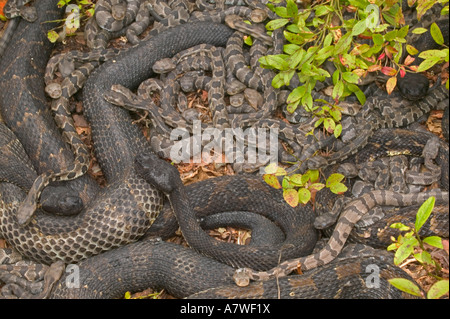 Holz-Klapperschlangen, (Crotalus Horridus), Pennsylvania, Erwachsene Female(s) und Neugeborenen jungen Stockfoto