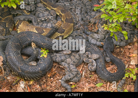 Holz-Klapperschlangen, (Crotalus Horridus), Pennsylvania, Erwachsene Female(s) und Neugeborenen jungen Stockfoto