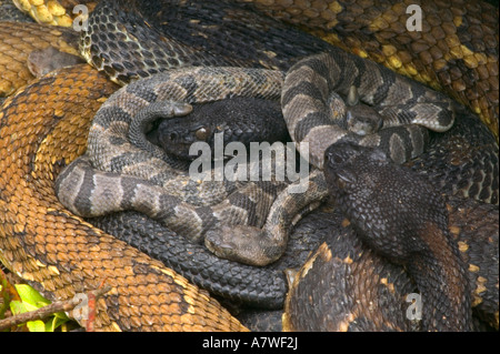 Holz-Klapperschlangen, (Crotalus Horridus), Pennsylvania, Erwachsene Female(s) und Neugeborenen jungen Stockfoto