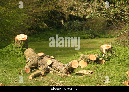 Frisch gefällte Bäume und Baumstümpfe Stockfoto