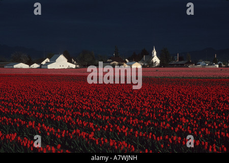 Tulpen Feld Avon Skagit Wohnungen Skagit County Washington State USA Stockfoto