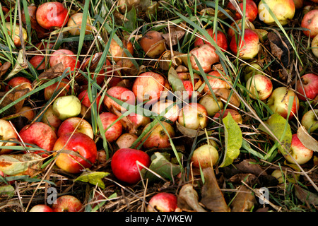 Glücksfall in der Wiese Stockfoto