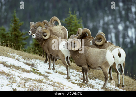 Kleinen Bighorn Schafe Rams (Ovis Canadensis) gehört, auf schneebedeckten Berghang, Kanada Stockfoto