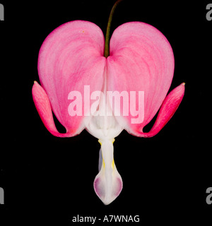 Tränendes Herz (Dicentra Spectabilis) Stockfoto