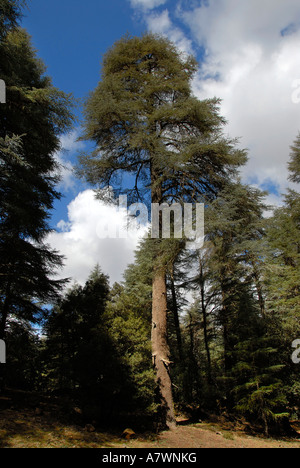 Hohen Baum Atlas-Zeder Cedrus Atlantica im Wald Foret de Cedres mittleren Atlas Moyen Marokko Stockfoto