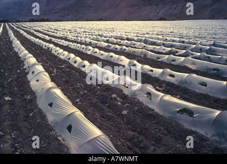 Israel Totes Meer Area Qumran Landwirtschaft Hintergrundbeleuchtung Blick auf Wassermelonen wachsen in sandigen Böden unter Plastikfolie Stockfoto